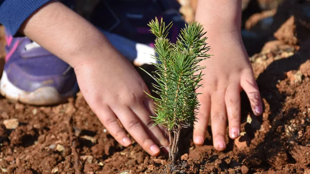 GÜZELYALIDA BİNLERCE FİDAN TOPRAKLA BULUŞUYOR